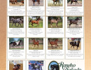 0321 rancho sonado az connection